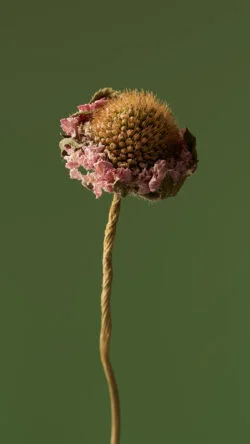 flower texture hyperos wallpaper