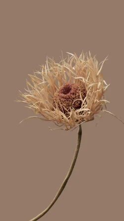 flower texture hyperos wallpaper