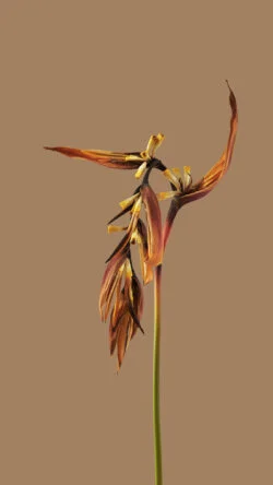flower texture hyperos wallpaper